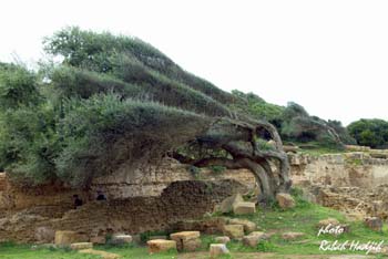 Arbre couché, Tipaza,