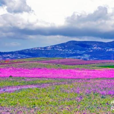 Algérie